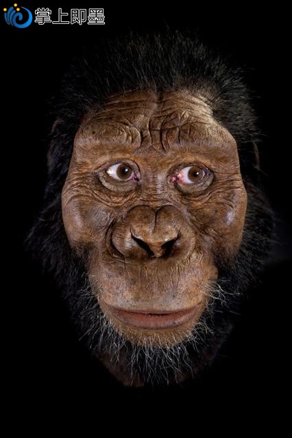 个380万年前的人类祖先头骨,头骨主人为雄性,脸部突出,颧骨高,犬齿大