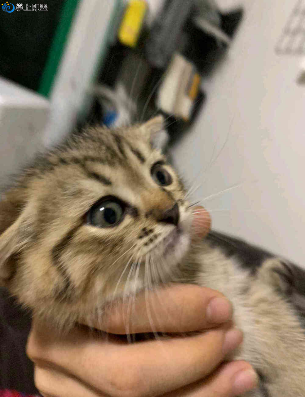 有懂猫的吗?英短混血可不可以养?