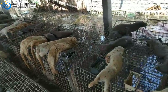 上个月的那场暴雨,蓝村的养貂场倒了霉,惨不忍睹